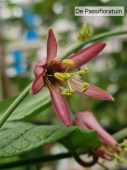 lancifolia 1